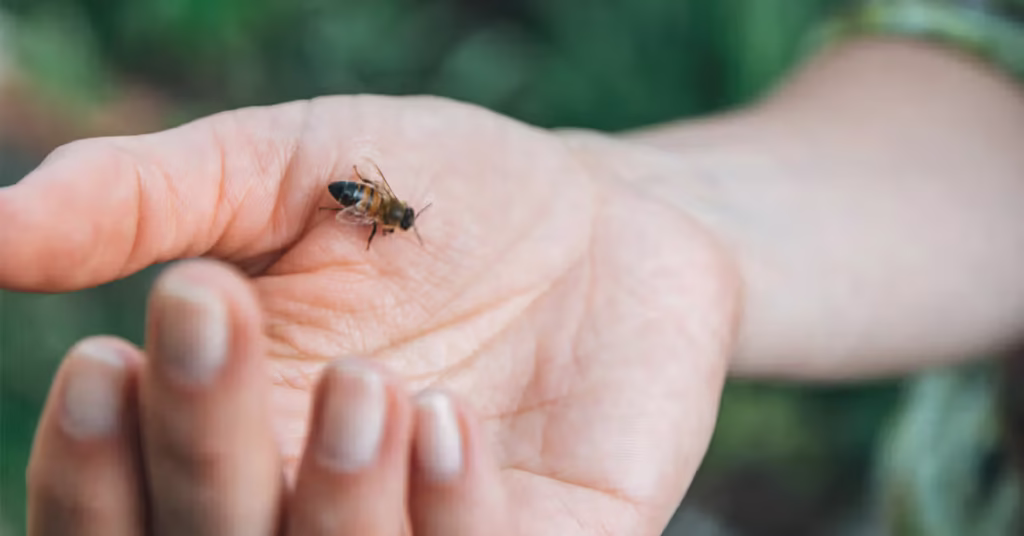 The Safe Way to Remove a Bee Stinger and Soothe Swelling thumbnail