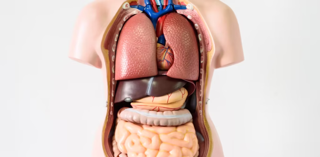 What organ is on the right side of your stomach? thumbnail